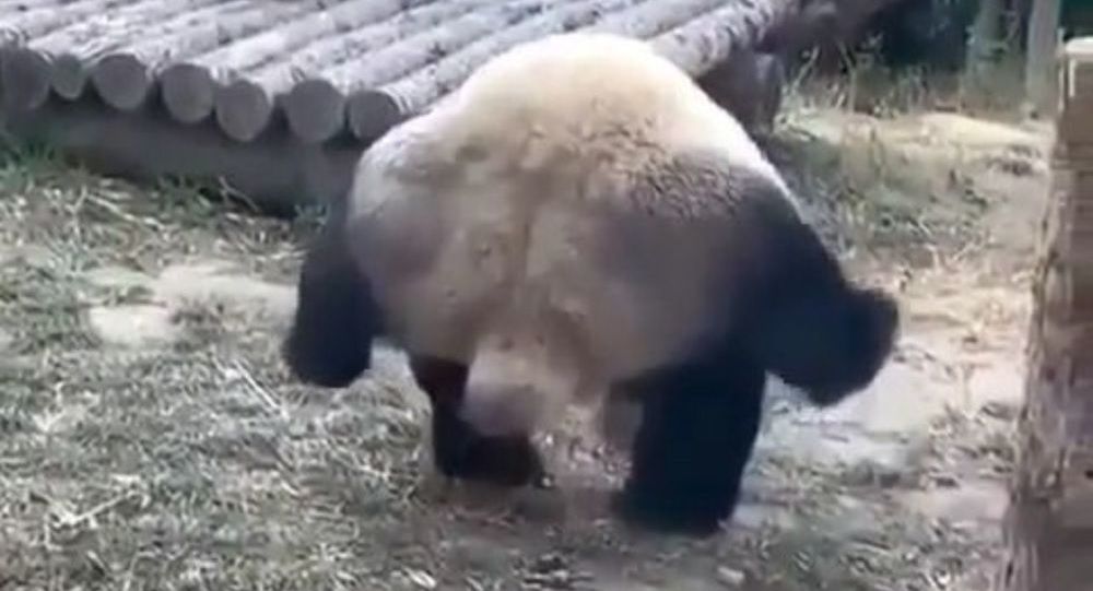 Πώς ένα panda… κάνει την ανάγκη του