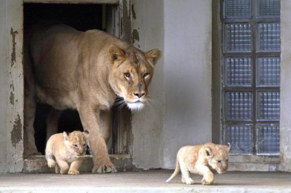 Λιοντάρια : Τους αρέσει η μουσική;