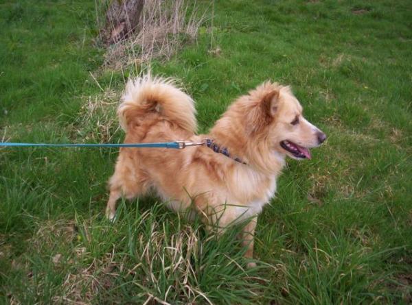 Διάσωση σκύλου από… εσκαφέα