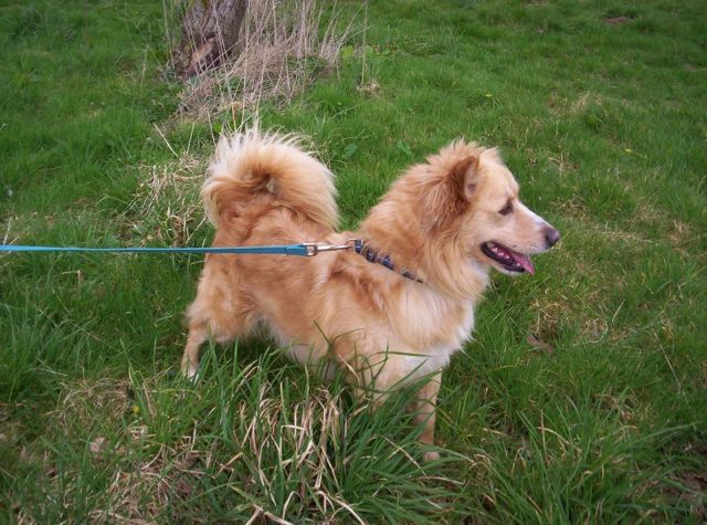 Διάσωση σκύλου από… εσκαφέα