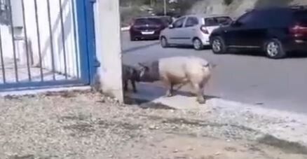 Γουρούνια κάνουν βόλτες στους δρόμους της Θεσσαλονίκης