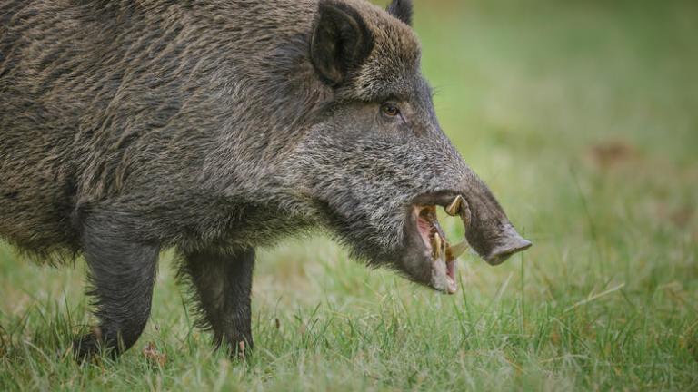 Φθιώτιδα : Αγριογούρουνα προκάλεσαν νέο τροχαίο