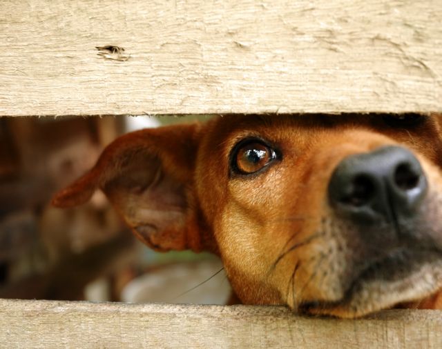 Κτηνωδία στην Φθιώτιδα : Κρέμασαν σκύλο με σύρμα