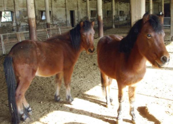 Γαλλία : Την σταμάτησε η αστυνομία γιατί μετέφερε άλογο