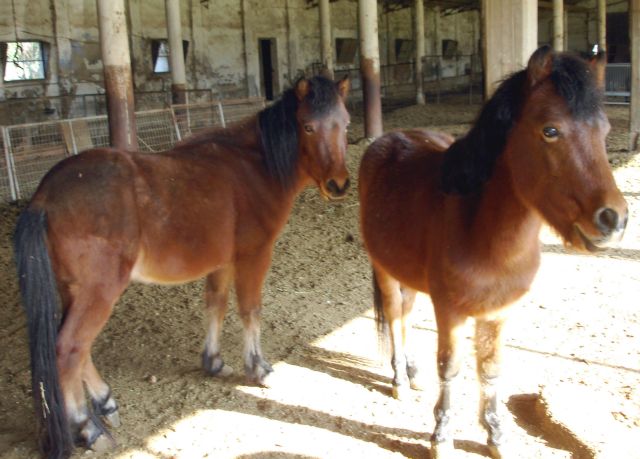 Γαλλία : Την σταμάτησε η αστυνομία γιατί μετέφερε άλογο
