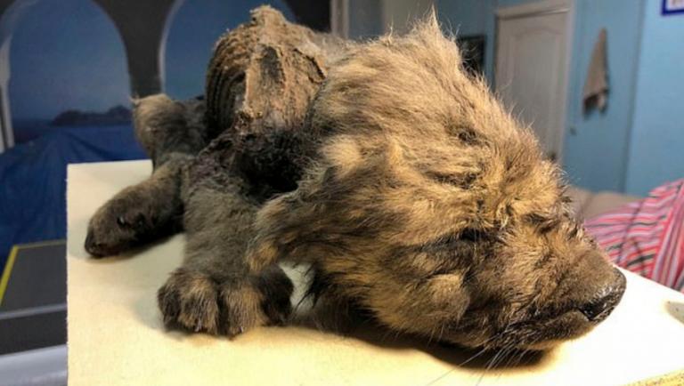 Σιβηρία : Είναι άραγε κουτάβι 18.000 ετών το τετράποδο που ανακαλύφθηκε διατηρημένο από τους πάγους;