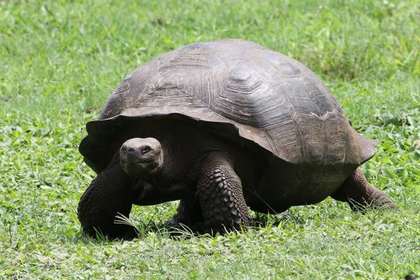 «Καμπάνα» 10.000 ευρώ σε οδηγό που πάτησε χελώνα