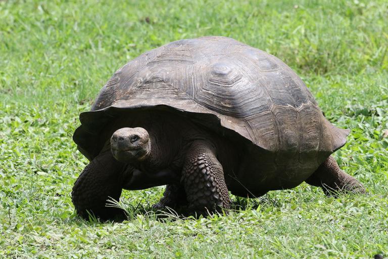 «Καμπάνα» 10.000 ευρώ σε οδηγό που πάτησε χελώνα