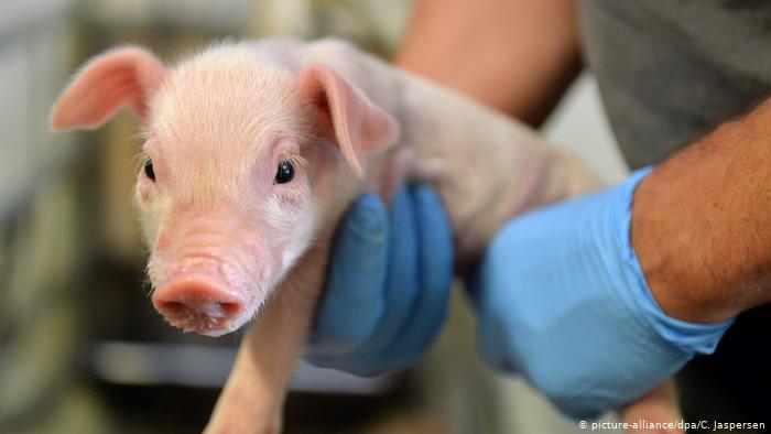 Γουρούνια προσφεύγουν στο …Συνταγματικό Δικαστήριο