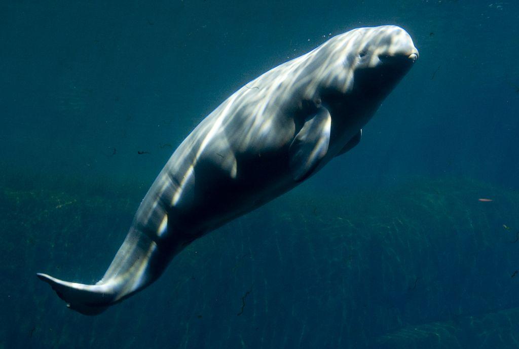 Ελεύθερες και οι τελευταίες φάλαινες μπελούγκα