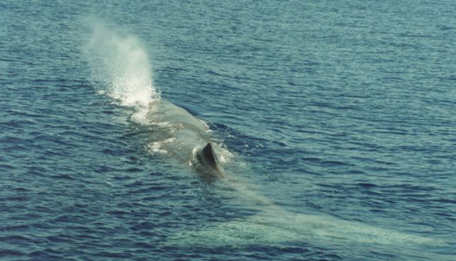 Υπουργείο Ναυτιλίας : Βρέθηκε νεκρή φάλαινα στην Κερατέα