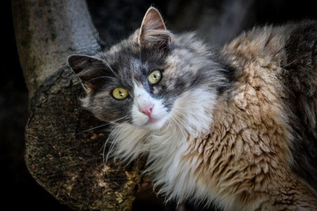 ΗΠΑ : Βρέθηκε γάτος που αγνοούνταν επί πέντε χρόνια
