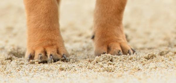 Σκυλί σωσίας: Φαίνεται πως ένα κατοικίδιο μοιάζει απίστευτα με τη Φρίντα Κάλο