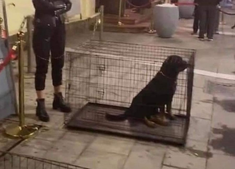 Θεσσαλονίκη : Σάλος για σκυλιά μέσα σε κλουβιά έξω από κέντρο διασκέδασης