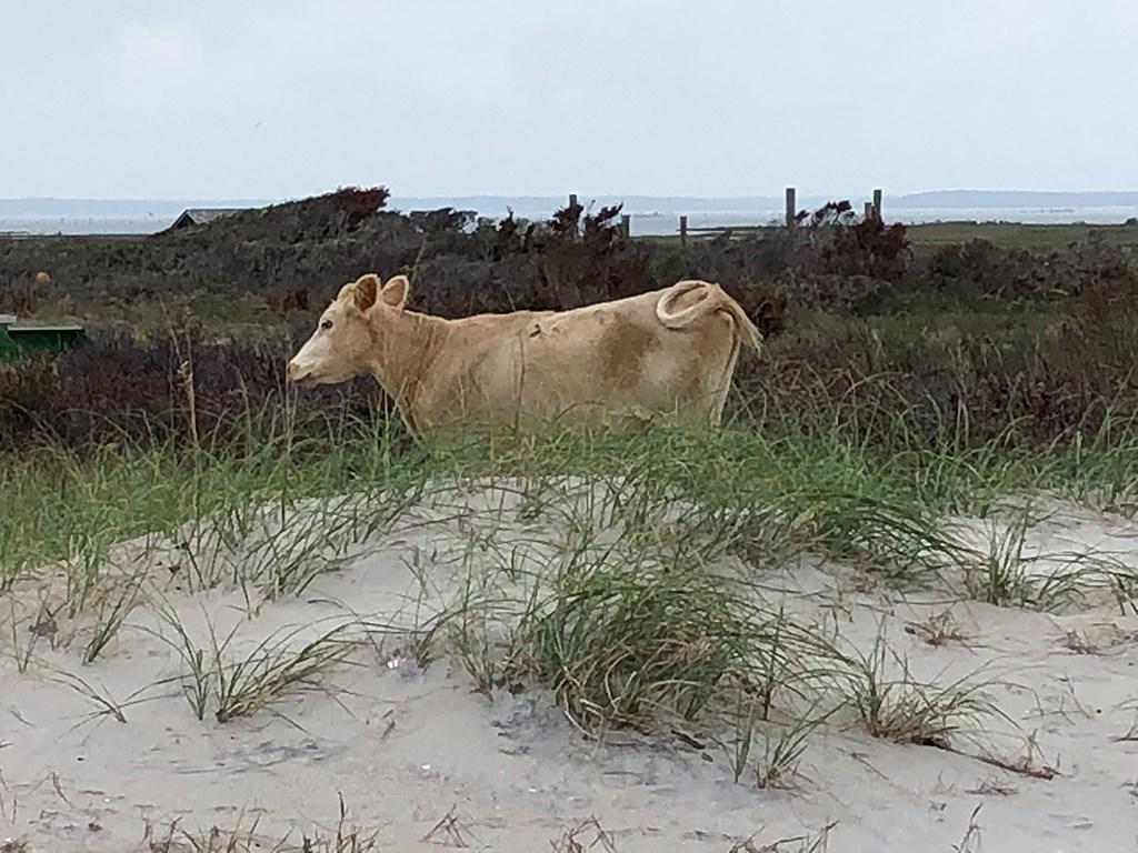 Πού βρέθηκαν τρεις αγελάδες μετά τον τυφώνα Ντόριαν