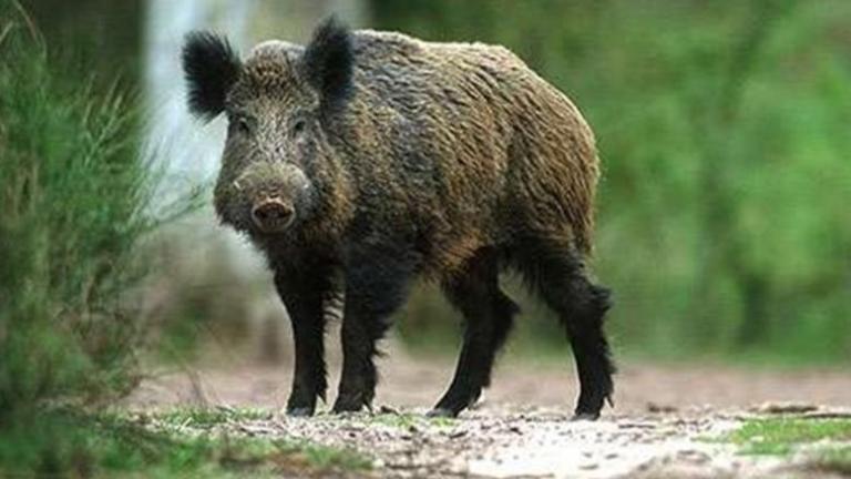 Γύθειο : Διαρρήκτης δέχθηκε επίθεση από αγριογούρουνο και συνελήφθη