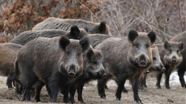 Αγριογούρουνα έκαναν… χαλάστρα σε εμπόρους ναρκωτικών