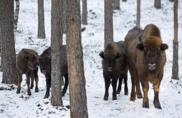 Σοκ και δέος : Οι βίσονες επιστρέφουν στην οροσειρά της Ροδόπης μετά από 800 χρόνια