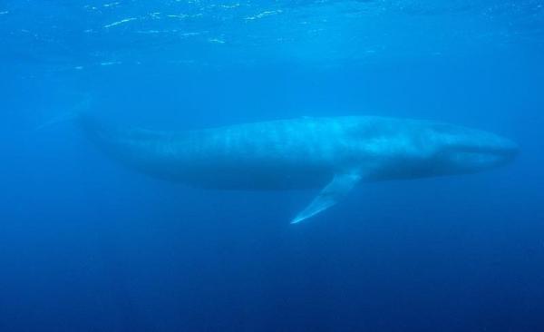 ΗΠΑ : Επιστήμονες κατάφεραν να παρακολουθήσουν την καρδιά μιας γαλάζιας φάλαινας