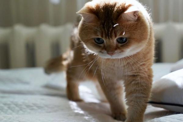 Γάτα ορμά σε μωρό και αρχίζει να το σπρώχνει για να το σώσει