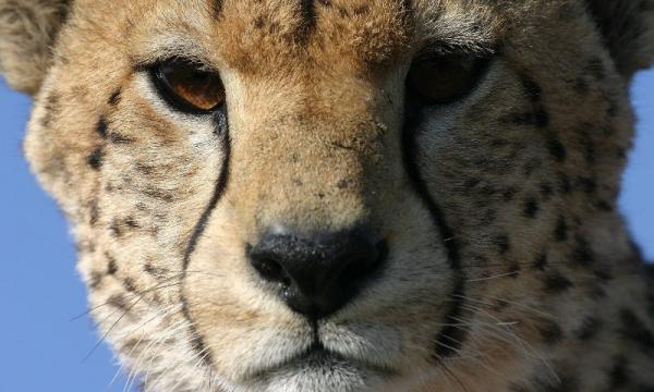 Τσιτάχ ανεβαίνει σε τζιπ και… επεξεργάζεται την επιβάτη