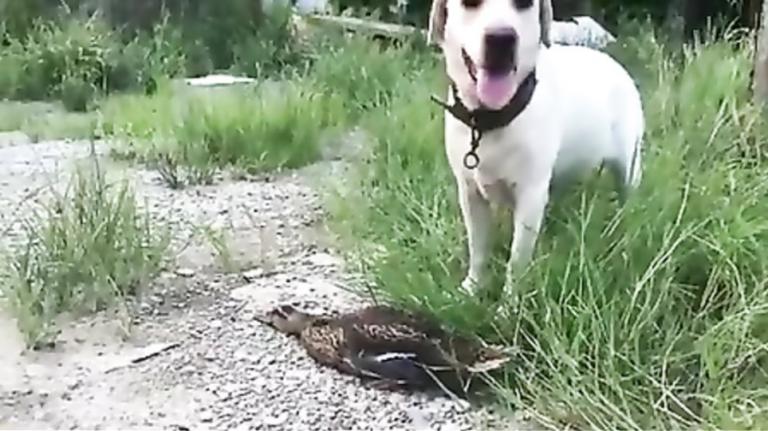 Πάπια παριστάνει τη νεκρή