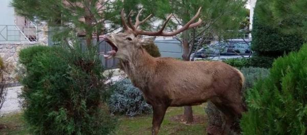 Ελάφι κατέβηκε από την Πάρνηθα και έκανε βόλτα σε αυλές στους Θρακομακεδόνες