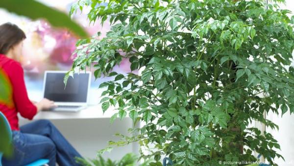 Τα φυτά δεν ανανεώνουν τον αέρα