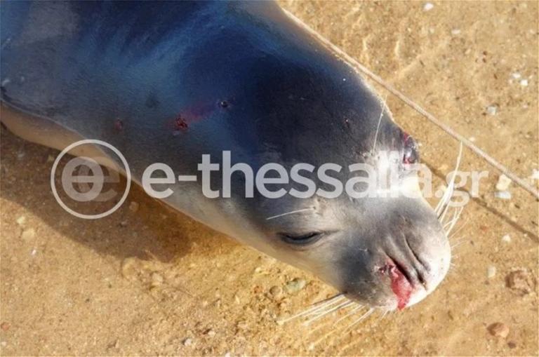 Φρίκη στο Πήλιο: Πυροβόλησαν θανάσιμα φώκια