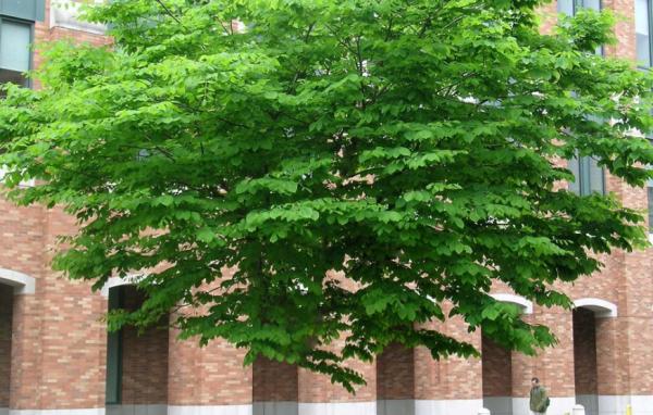 Πυροτεχνήματα από δέντρα