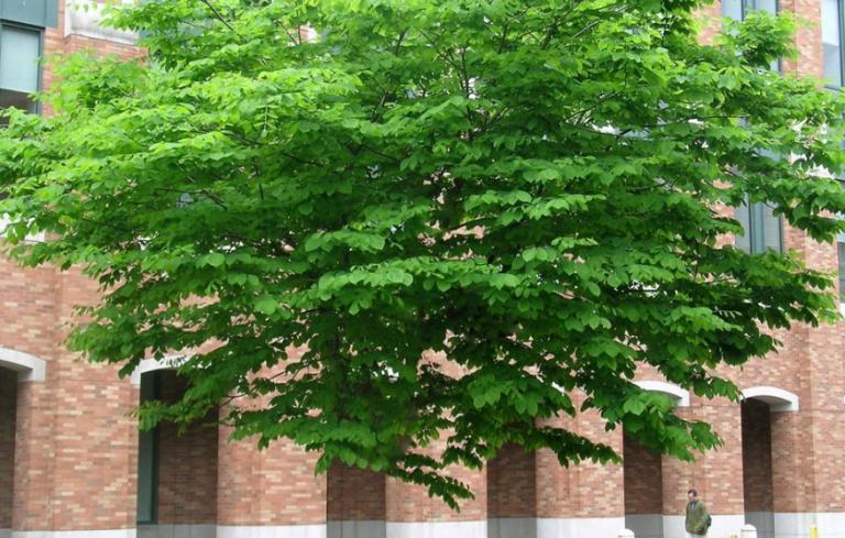 Πυροτεχνήματα από δέντρα