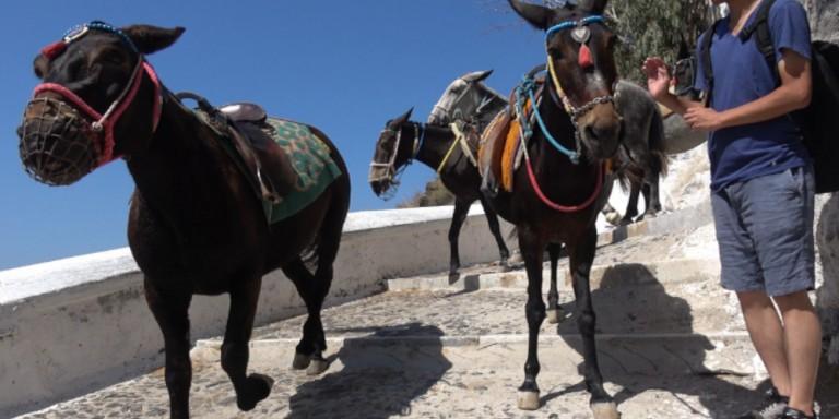 Σαντορίνη : Νέες καταγγελίες της PETA για τα γαϊδουράκια