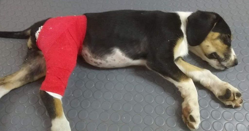 Καταδικάστηκε σε 12 μήνες φυλάκιση γιατί κλώτσησε κουτάβι και του προκάλεσε κάταγμα