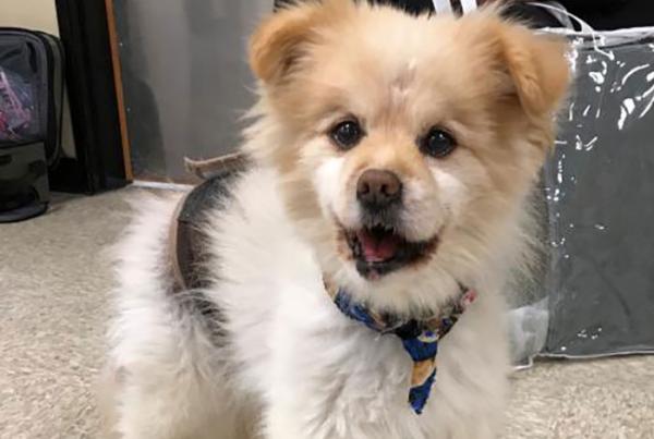 Brand μπύρας βάζει στα κουτάκια της σκυλάκους που ψάχνουν σπίτι