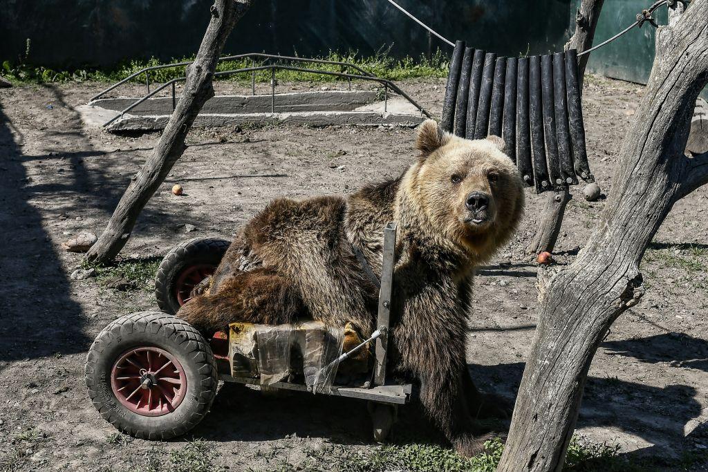 Θεσσαλονίκη: Πέθανε ο Ούσκο, η πρώτη αρκούδα στον κόσμο που χρησιμοποιούσε αναπηρικό αμαξίδιο