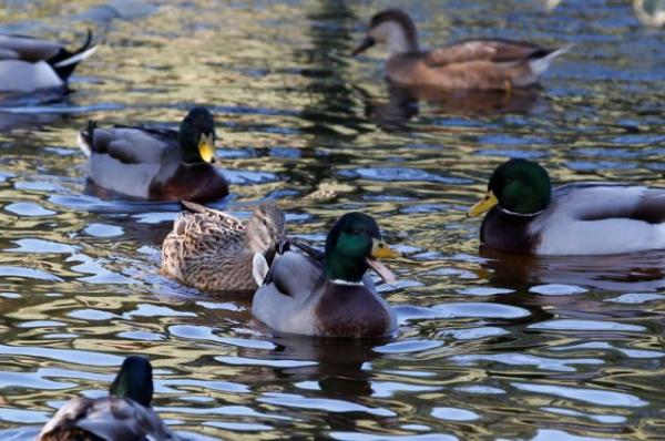 Γαλλία : Πάπιες βρήκαν το δίκιο τους σε δικαστήριο και μπορούν να συνεχίσουν να κρώζουν