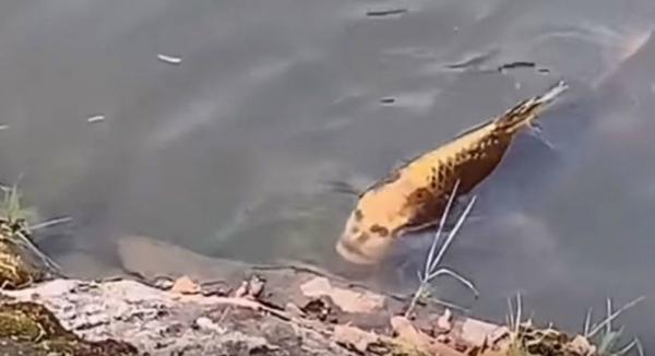 Το ψάρι με το… «ανθρώπινο πρόσωπο» που τρόμαξε ένα ολόκληρο χωριό