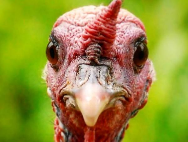 Η «ντιζαϊνάιτη» γαλοπούλα που έγινε viral στο Διαδίκτυο