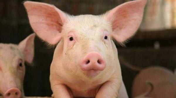 Παγκόσμιο viral το κυνήγι ρεπόρτερ του Παπαδάκη από «ερωτευμένο» γουρούνι
