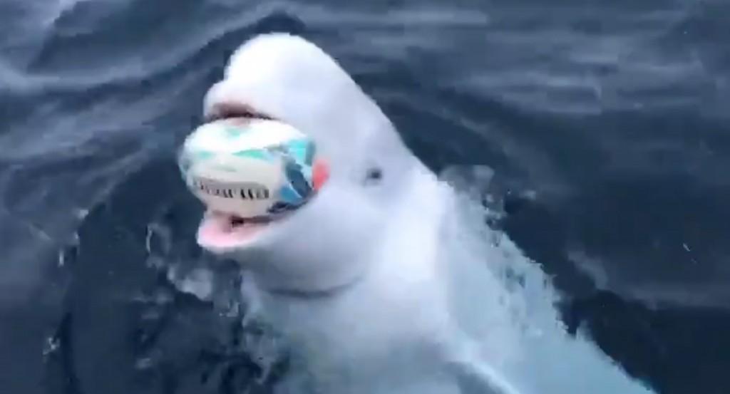 Φάλαινα μπελούγκα παίζει με… μπάλα του ράγκμπι