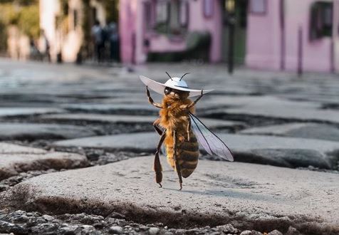 Η πρώτη μέλισσα influencer είναι εδώ!