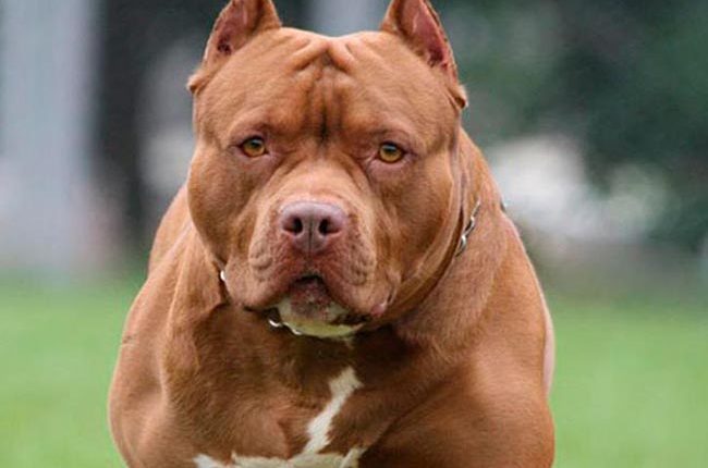 Κάλεσε την… ΕΜΑΚ για να απομακρύνει σκύλο από το ΙΧ του