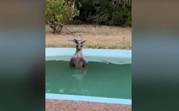 Καγκουρό βουτά σε πισίνα για να γλιτώσει από πυρκαγιά