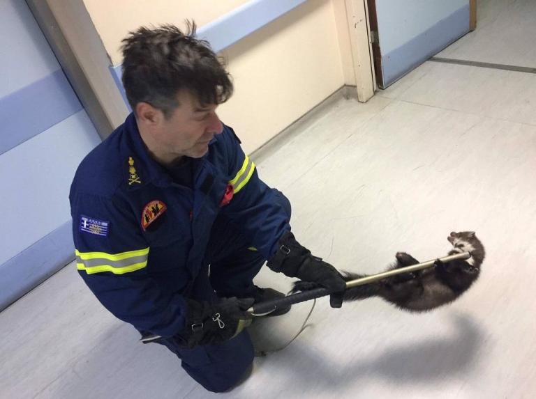 Νυφίτσα αναστάτωσε το νοσοκομείο του Βόλου