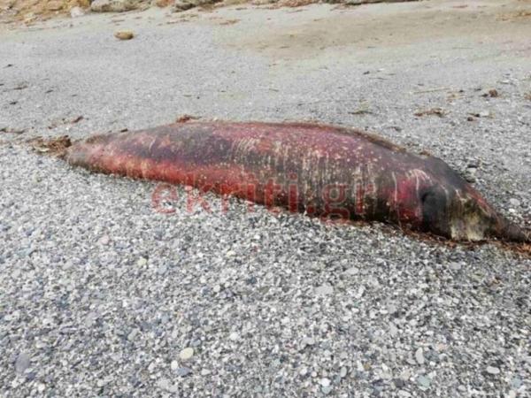 Κρήτη: Η θάλασσα ξέβρασε αυτό το θαλάσσιο κήτος σε παραλία