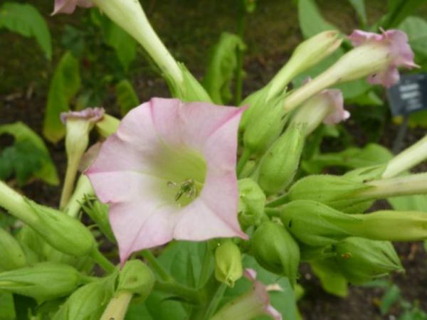 Κάθε φυτό έχει τη δική του υπερηχητική «υπογραφή» σε περίπτωση στρεσαρίσματος