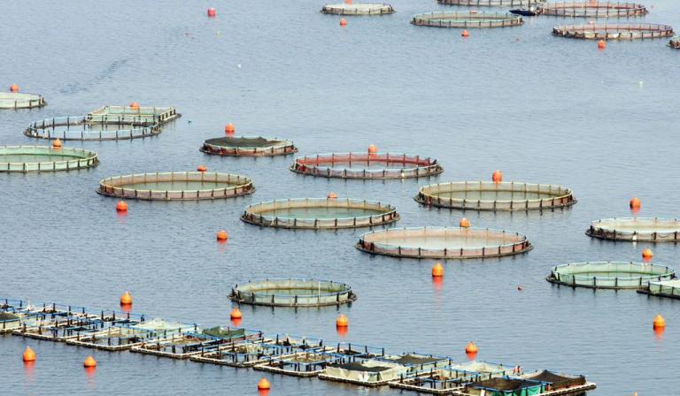 Το στοίχημα της ιχθυοπαραγωγής