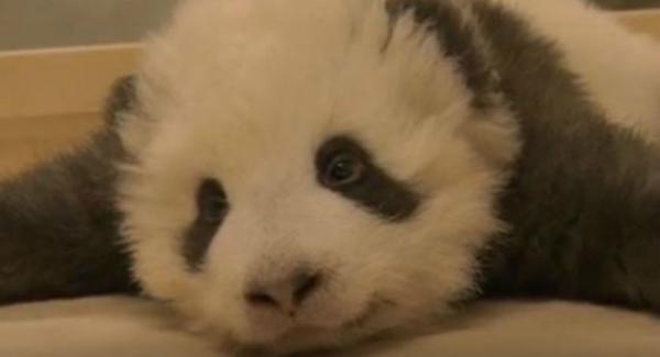 Ξεκαρδιστικό βίντεο: Μωράκι πάντα δεν μπορεί να κοιμηθεί λόγω λόξυγκα