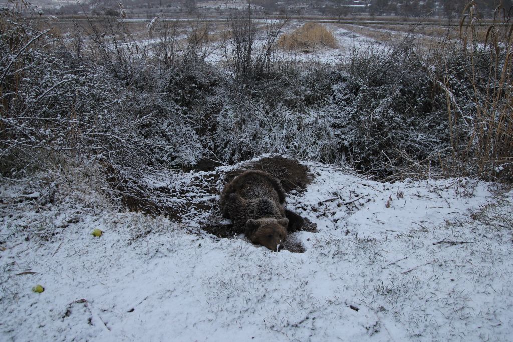 Απίστευτο: Αρκούδα στη Θεσσαλονίκη επέζησε 4 μέρες εγκλωβισμένη σε πολικές θερμοκρασίες