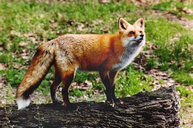 Πήλιο : Αλεπού δάγκωσε 5χρονη στις Μηλιές